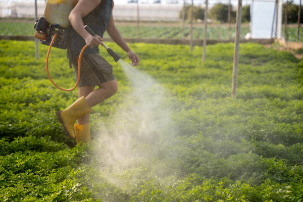 Best Local Pest Control Services  in Charenton, LA